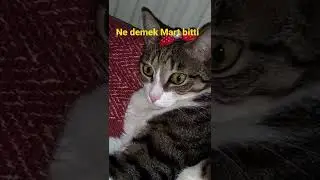 Mart ayı ⚠️🤴🏻🎠 #martayı#komikkedi  #shorts