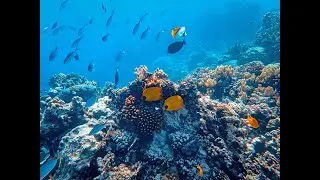 Beautiful underwater world,Yoga,Healing Music,Relaxing Spa Music,Stress Relief,Sleep music,Ambient