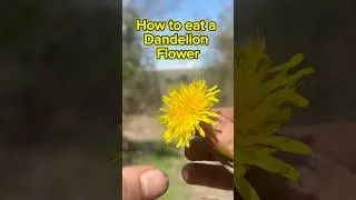 You have to try this Flower!