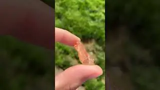 Oregon Sunstone #rockhounding #oregon #oregonsunstone #sunstone #beautiful #gem #gemstone #jewels