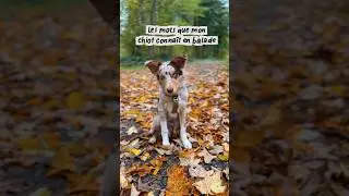 Les ordres que mon chiot conna&icirc;t en balade 🐶 #dogtraining #dogtrainer #bordercollie