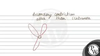 Satellite means (A) terminal part of the chromosome beyond secondary constriction. (B) terminal ...