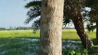 Grace of the Egrets | Peaceful Morning in the Rice Fields of Bangladesh