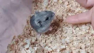 Hamster Rumble: Epic Territory Battle Unleashed! 🐹⚡