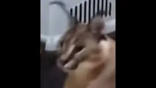Floppa popping balloons but with vine boom