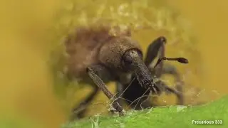 Cute little Weevil in his cozy yellow house