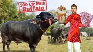 लालची सुपर भैंस दूध Super Buffalo Milk Funny Comedy Video  Hindi
