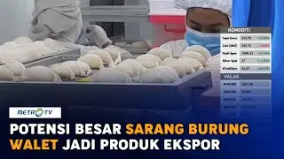 Potensi Besar Sarang Burung Walet Jadi Produk Ekspor Unggulan