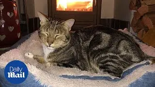 Clever cat jumps up and pulls down latch with paw opening the door