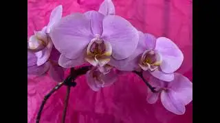 Orchid 2026
