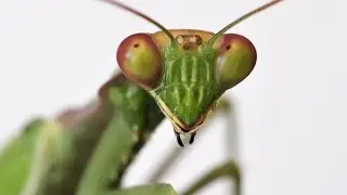 new praying mantis in this video#terrarium #mantis #nature 