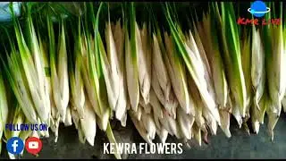 Kewra Flowers || Ganjam
