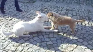 Kiba 1