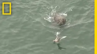 Play or Prey? Watch Walruses Interact With Seabirds | National Geographic