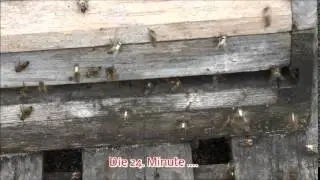 Flugbetrieb am Flugloch bei 