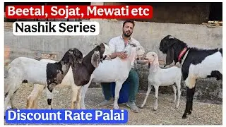 Reasonable Price Sojat, Beetal, Mewari and Other at Khatib Goat Farm Nashik Maharashtra 