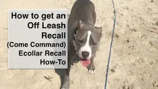 How to Teach Ecollar Recall With PitBull-Come Command