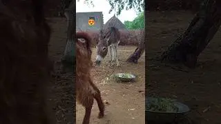 Donkey vs goat #short #shortsviral