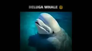 Whale Sounds ☠️ #orca#bluewhales#edit#spermwhale