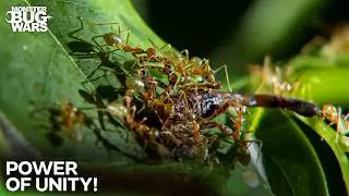 Power of the Swarm Against Deadly Beasts! | Monster Bug Wars