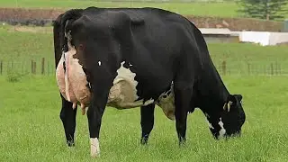 #top class #frizen jarsi# cross cow milk 60kg(03070566153) YouTube #cow
