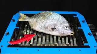 FISH VS FAST SHREDDER AND TOYS EXPERIMENT