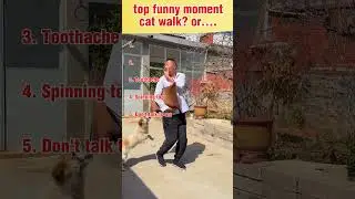 random funny moments 🤣🤣🤣 cat walk? fashion show? or.... 🤣🤣🤣 #funnyshorts #funny #shortvideo