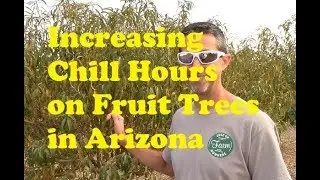 Increasing Chill Hours on Fruit Trees in Arizona
