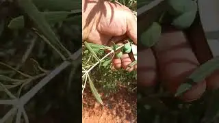La poda es muy importante pero los tratamientos y el laboreo no es menos 