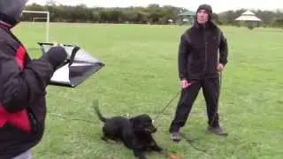 Best of Dog Tracking IPO Club Trial 112115