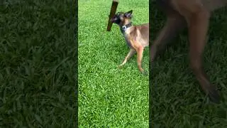 Life in One Line😂Keshari the Belgian Malinois Steals the Show🐕🔥#comedy #funny #cute  #dog #shorts