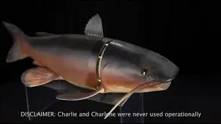 The Debrief: Behind the Artifact &ndash; Charlie the Fish
