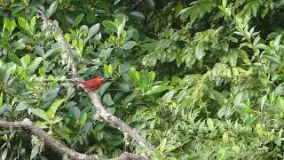 summer Tanager male ready to sleep #birds #shorts