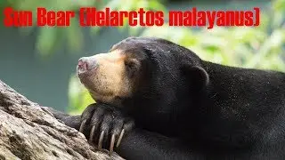 Малайский медведь (Helarctos malayanus)