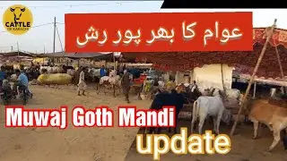 Neval / Muwaj Goth Cow mandi Update ( Sunday) 2 jun 2024