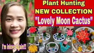 Moon Cactus or Hibotan Cactus + Plant Hunting + New Plant Collection  + Grafted cactus #cactus
