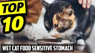 ☑️ Top 10 Best Wet Cat Food Sensitive Stomach  Of 2026 : Who Wins In 2026 ?..😍✨
