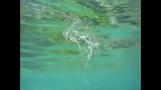 crystal jellyfish