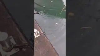 p&ecirc;che au tarpon Martinique (Bonus) - Le Club Des P&ecirc;cheurs