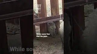 'Doggy Doors' at US-Mexico Border Spark Outrage Among Activists