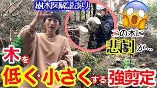 【木を低くする強剪定】お庭の難ありコブシを2m低くしました / 強剪定には、〇〇と〇〇が超重要 / 強剪定後のお手入れ方法も解説 / 樹木医の植木屋さん【ガーデニング】