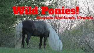 Wild Ponies In My Campground?  - Grayson Highlands Virginia