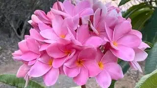 Faza bhi hai jawa / Film Nikah/ Salma Agha/ lyrics - Hasan kamaal/ Music Ravi/# bollywood songs ❤️&hearts;️