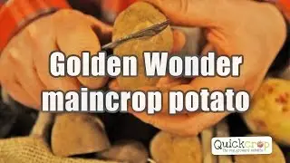 Golden Wonder Seed Potato -  Maincrop Variety