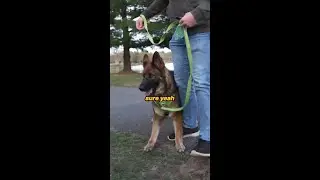 How to train a reactive German Shepherd