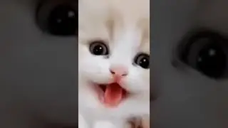 Cute kitten #lovecats #cat #catvideos #kittens #cats #kitten #catlover #princesscat#viral#trending