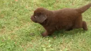 Brown Newfoundland Puppy- B.B. x Muffin