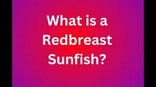 What is a Redbreast Sunfish?