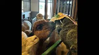 Mount Joy Minnie at Eastland Alpacas 2025