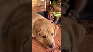 Baby & Dog love bonding 💞